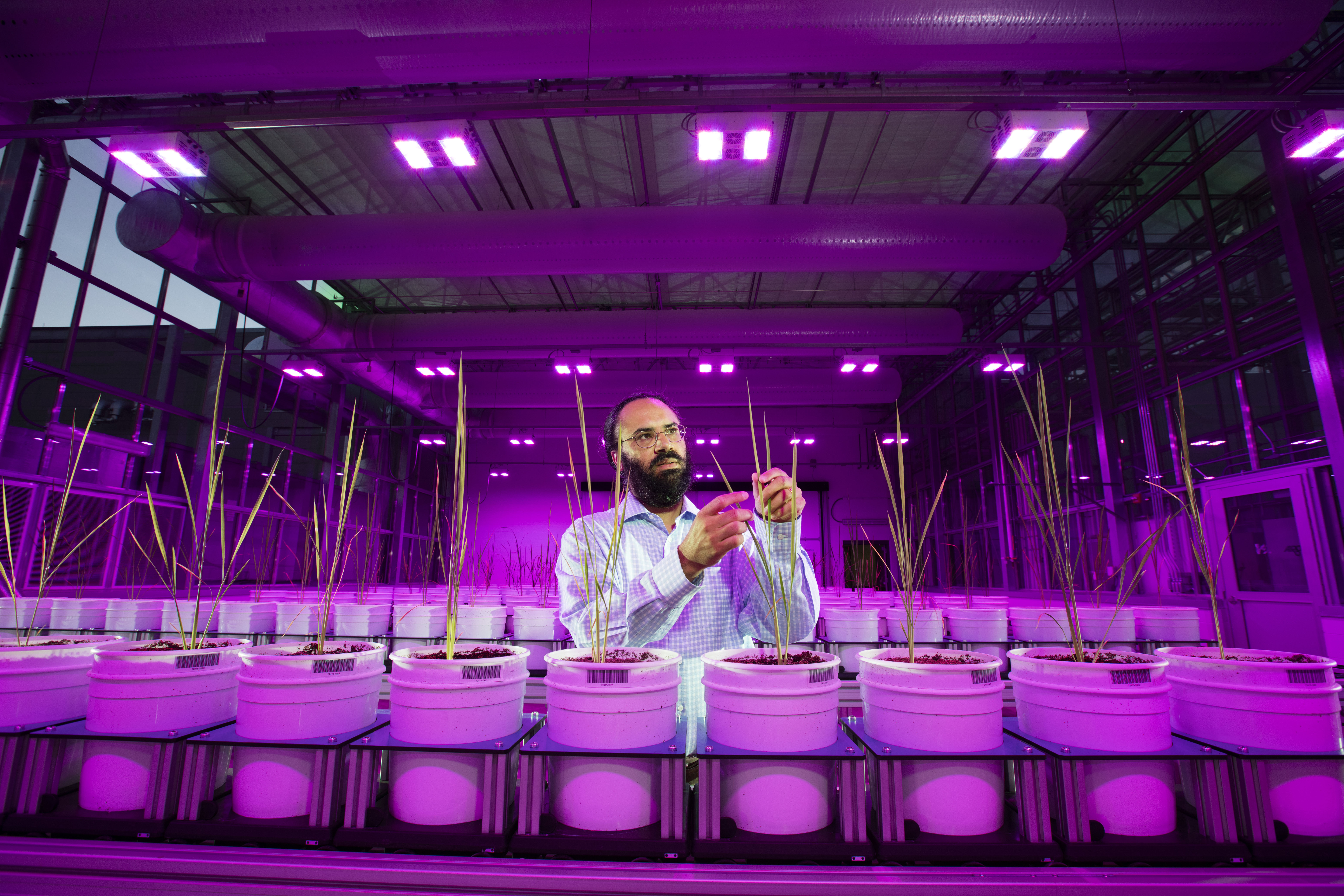 Harkamal stands under purple light in the green house.