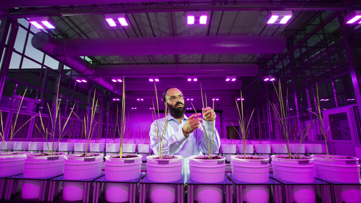 Harkamal stands under purple light in the green house.
