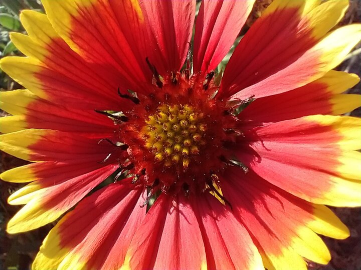 Representative image of Jacque Barmore, a close-up of a daisy-like flower with petals that are mostly red with some yellow at the outside points