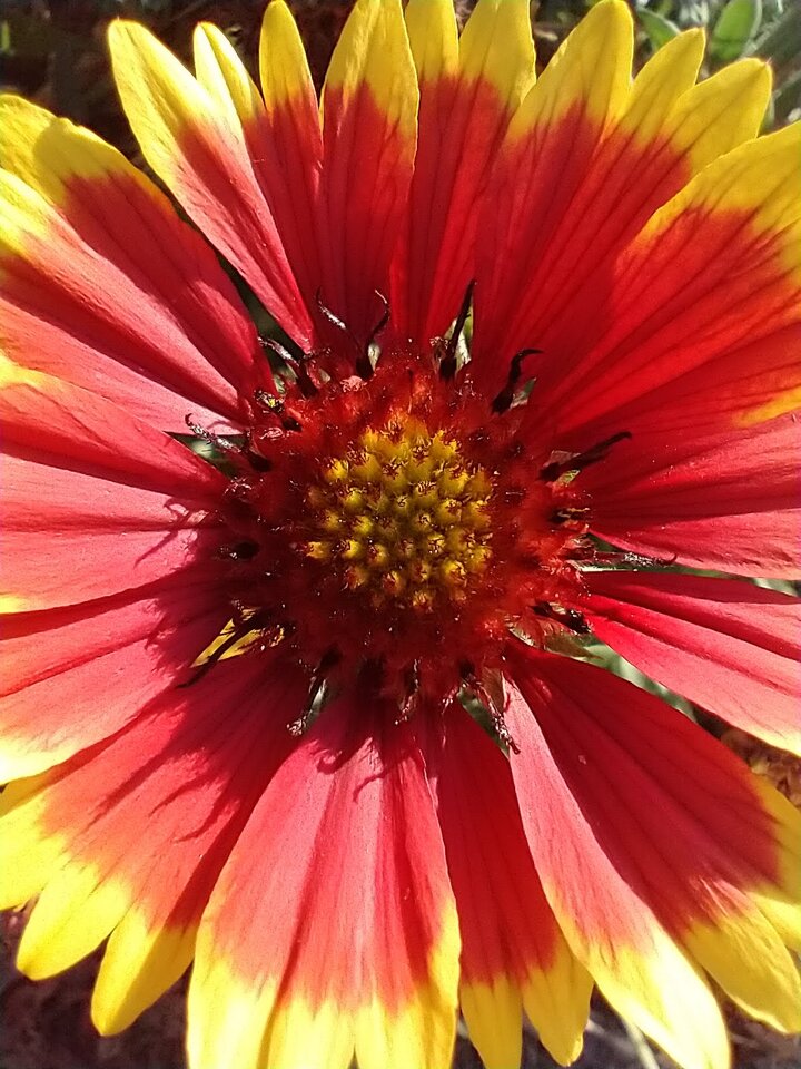 Representative image of Jacque Barmore, a close-up of a daisy-like flower with petals that are mostly red with some yellow at the outside points